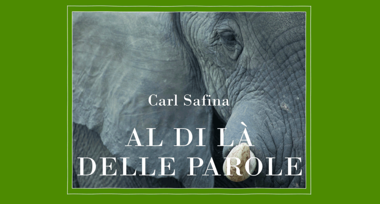Safina