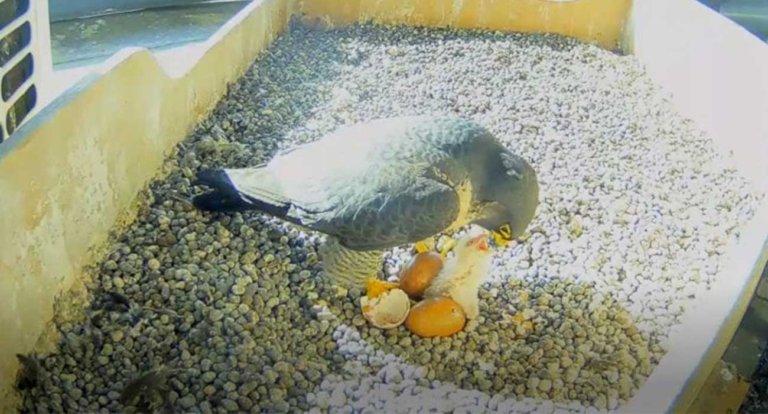 Si sono schiuse le uova dei falchi pellegrini che hanno fatto il nido sul Pirellone