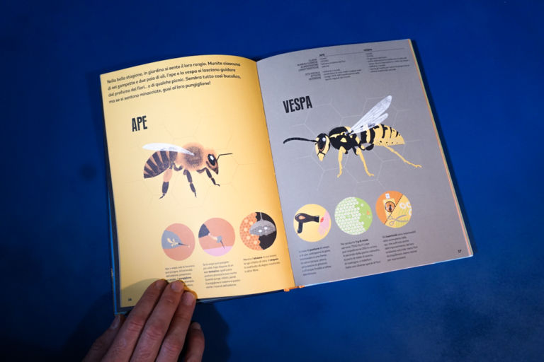 Gufo civetta libro ape vespa