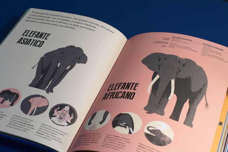 Gufo civetta libro elefante