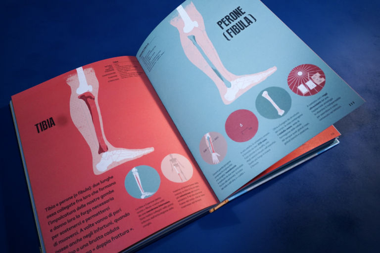Gufo civetta libro tibia perone
