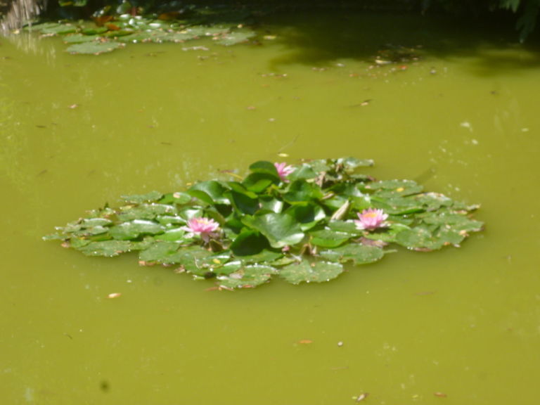 L'Orto Botanico dell'Università di Pisa