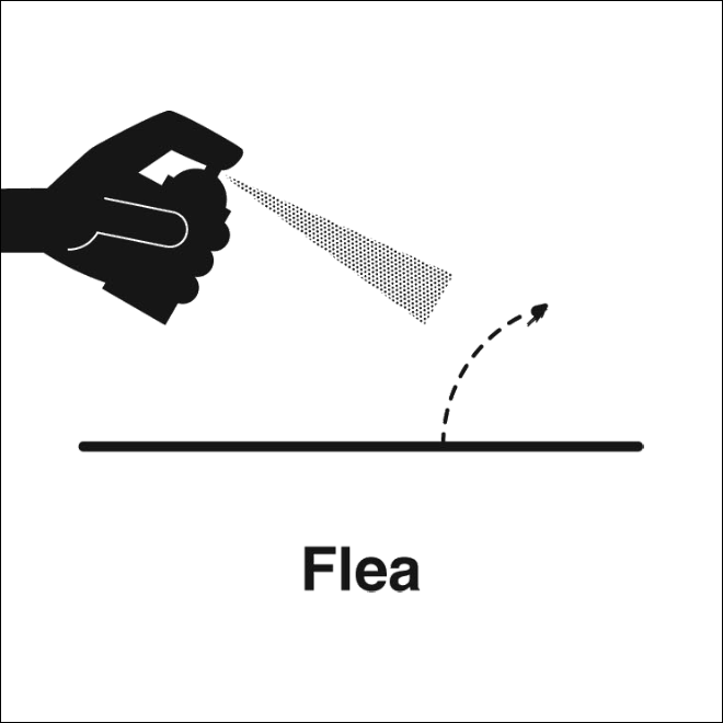 Flea = Pulce