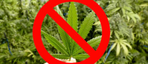 Cannabis light