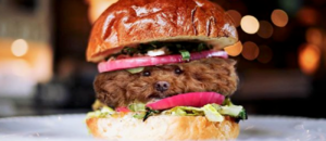 Dog in food
