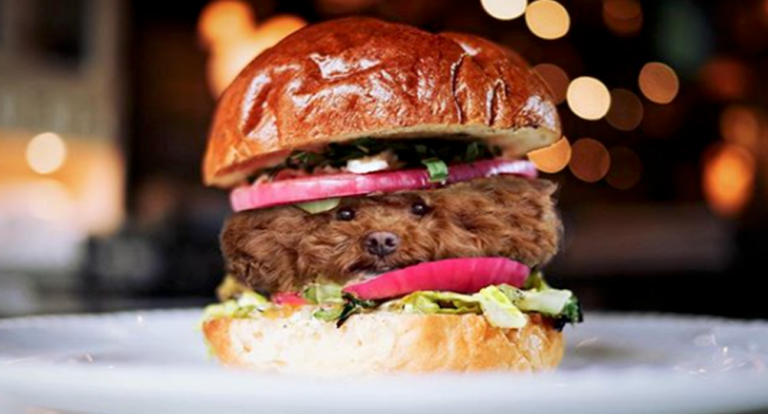 Dog in food
