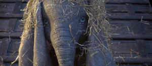 Dumbo