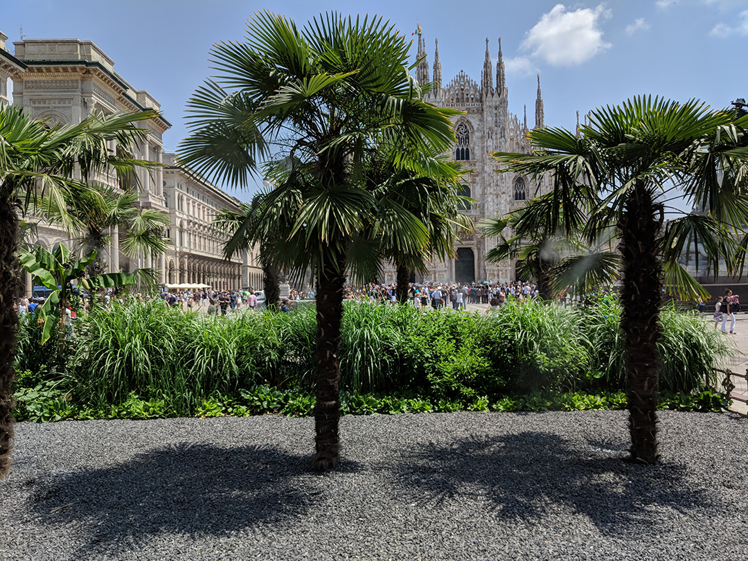 Piazza Duomo: le palme