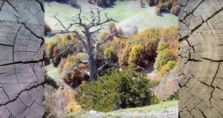 Italus, l’albero più antico d’Europa si trova nel Parco Nazionale del Pollino