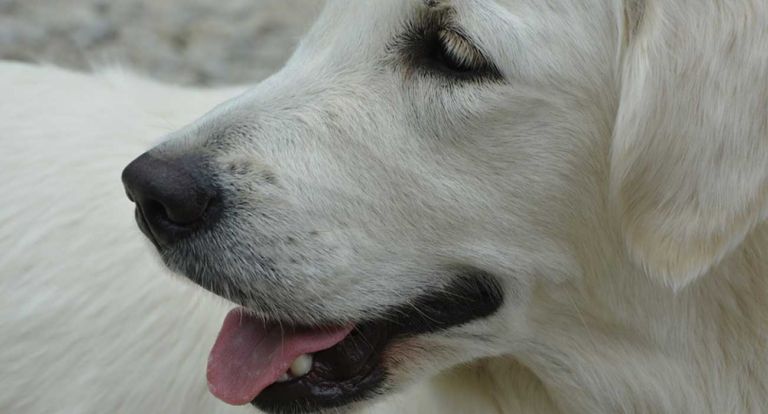 Cane
