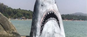 Squalo spiaggia palolem jimmy swift