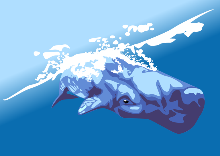Whale 155958 960
