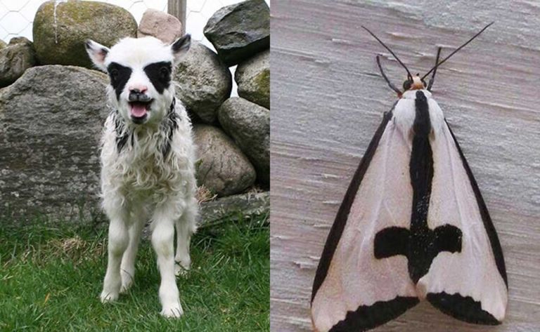 Black metal