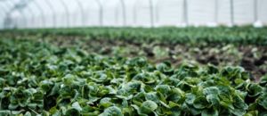 Agricoltura bio