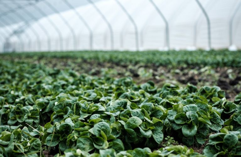 Prodotti biologici: tre ottimi motivi per farne un uso quotidiano