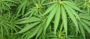 Marijuana