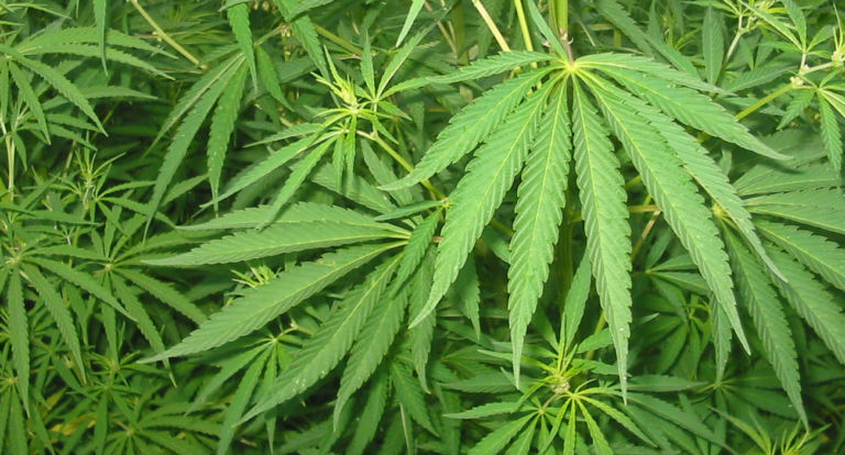 Marijuana