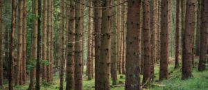 Forest 2796414 960