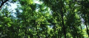 Landscape 3407556 960