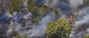 Foresta incendi amazzonia