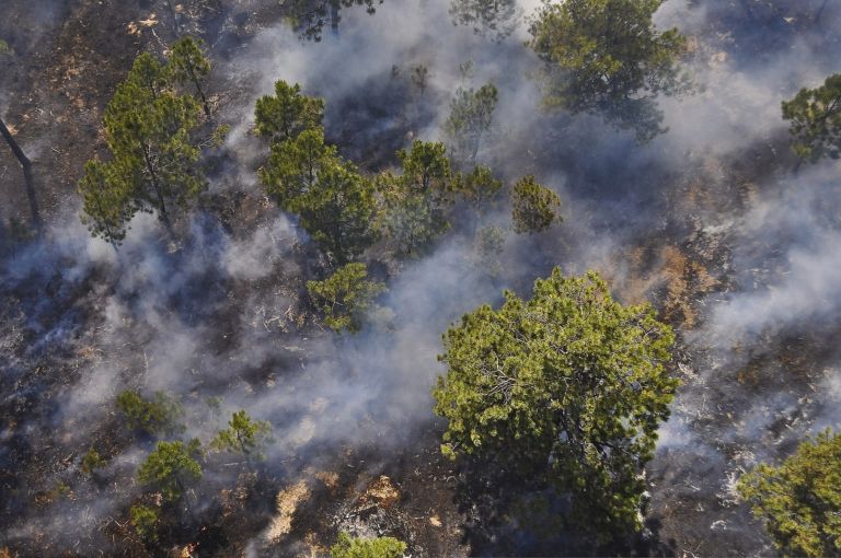 La foresta amazzonica produce davvero il 20% dell’ossigeno mondiale?