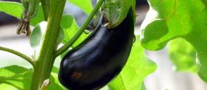 Melanzana nicotina