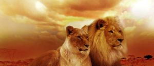 Leone africa petizione salvaguardia natura