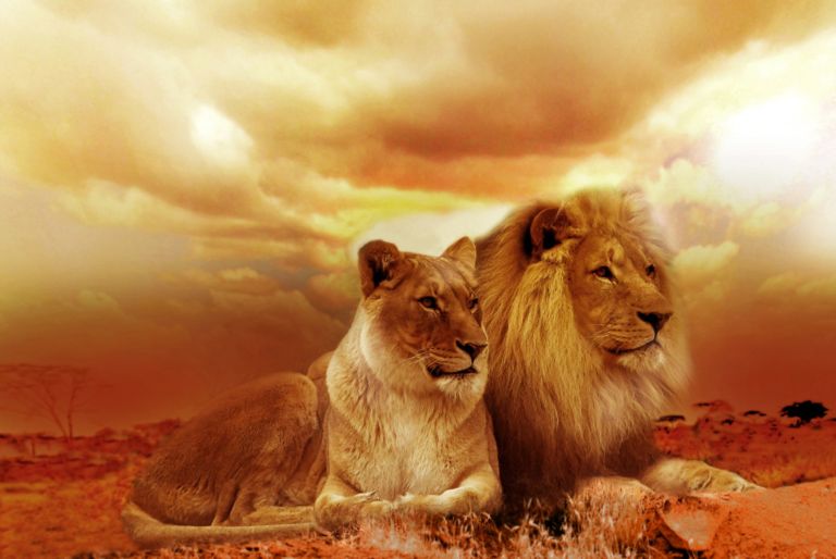 Leone africa petizione salvaguardia natura