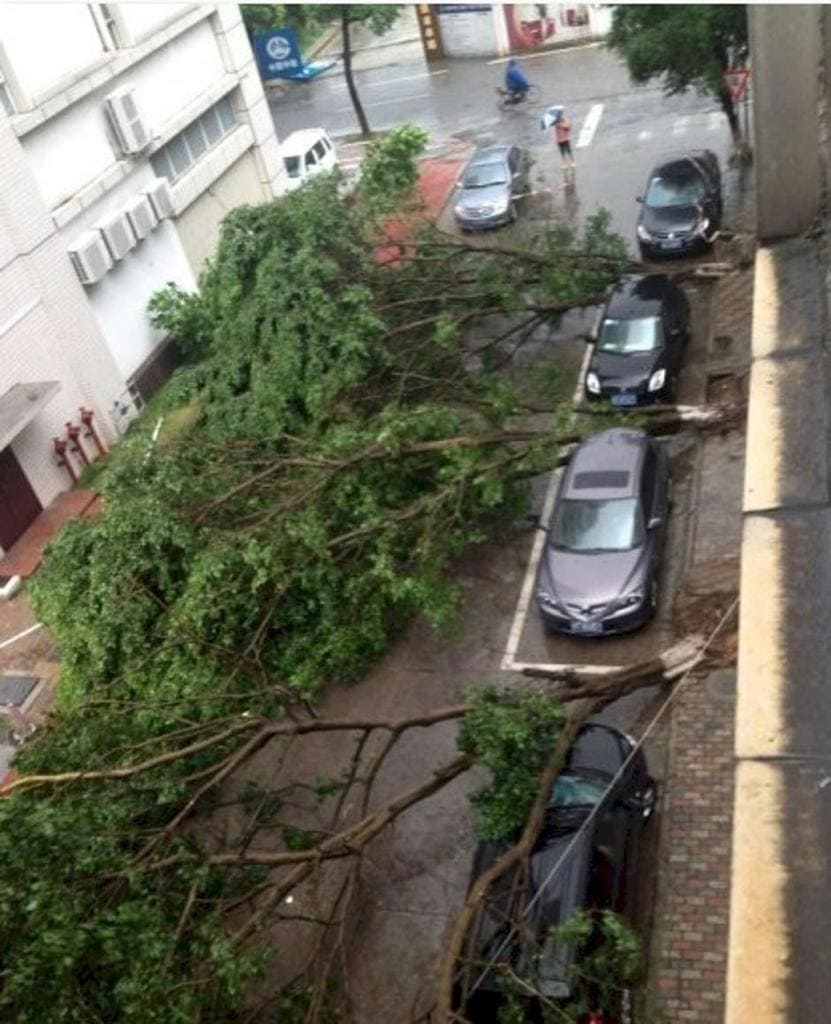 alberi caduti su auto