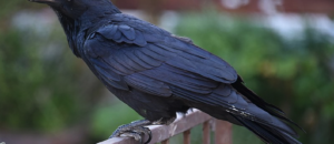I corvi si vendicano contro chi li tratta male e si fanno aiutare anche dagli altri uccelli