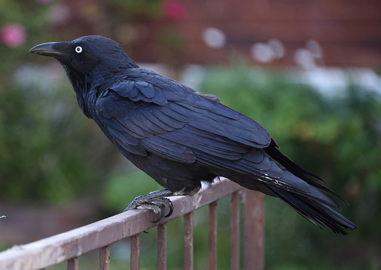 I corvi si vendicano contro chi li tratta male e si fanno aiutare anche dagli altri uccelli