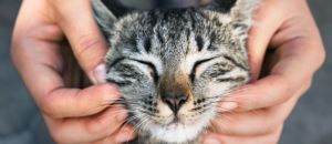 Cattino