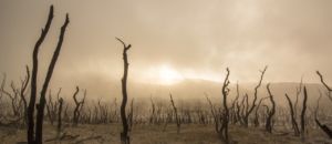 Dead trees 947331
