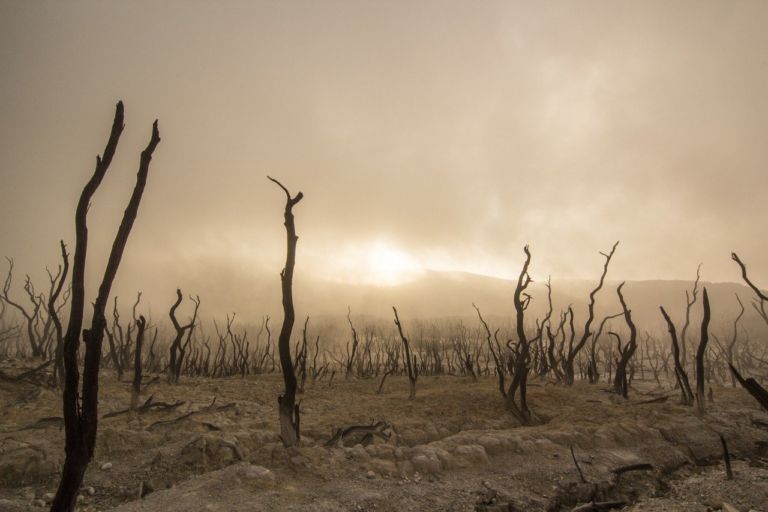 Dead trees 947331