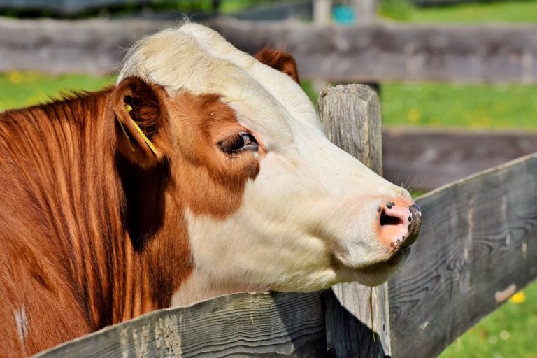 Come adottare una mucca a distanza e vivere felici