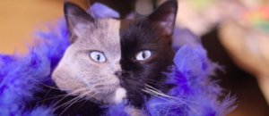 Narnia, il gatto chimera nero e grigio, ora é padre di cuccioli meravigliosi