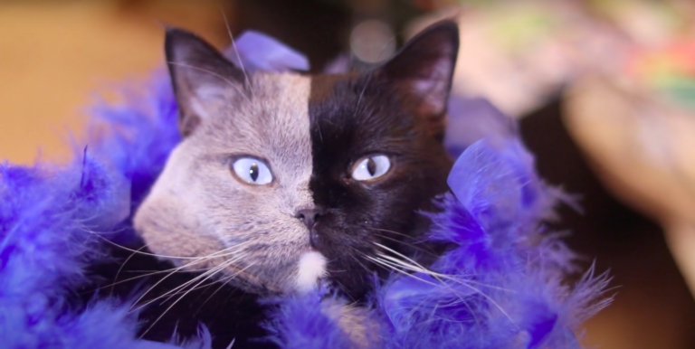 Narnia, il gatto chimera nero e grigio, ora é padre di cuccioli meravigliosi