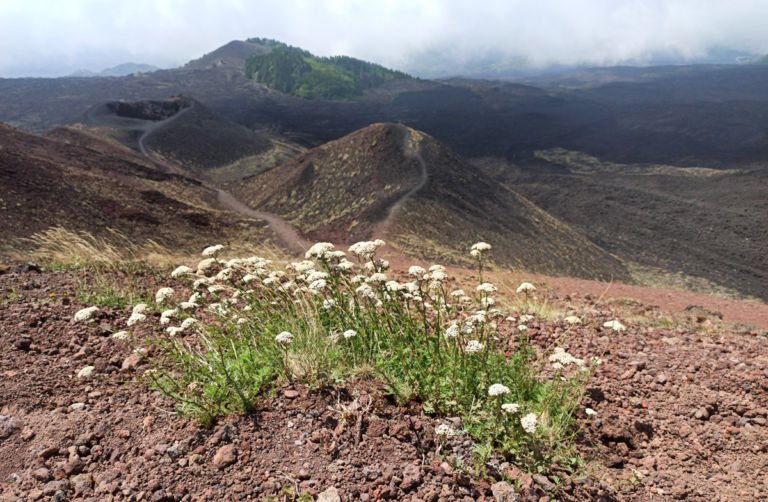 Etna vegetazione 01 paesaggio