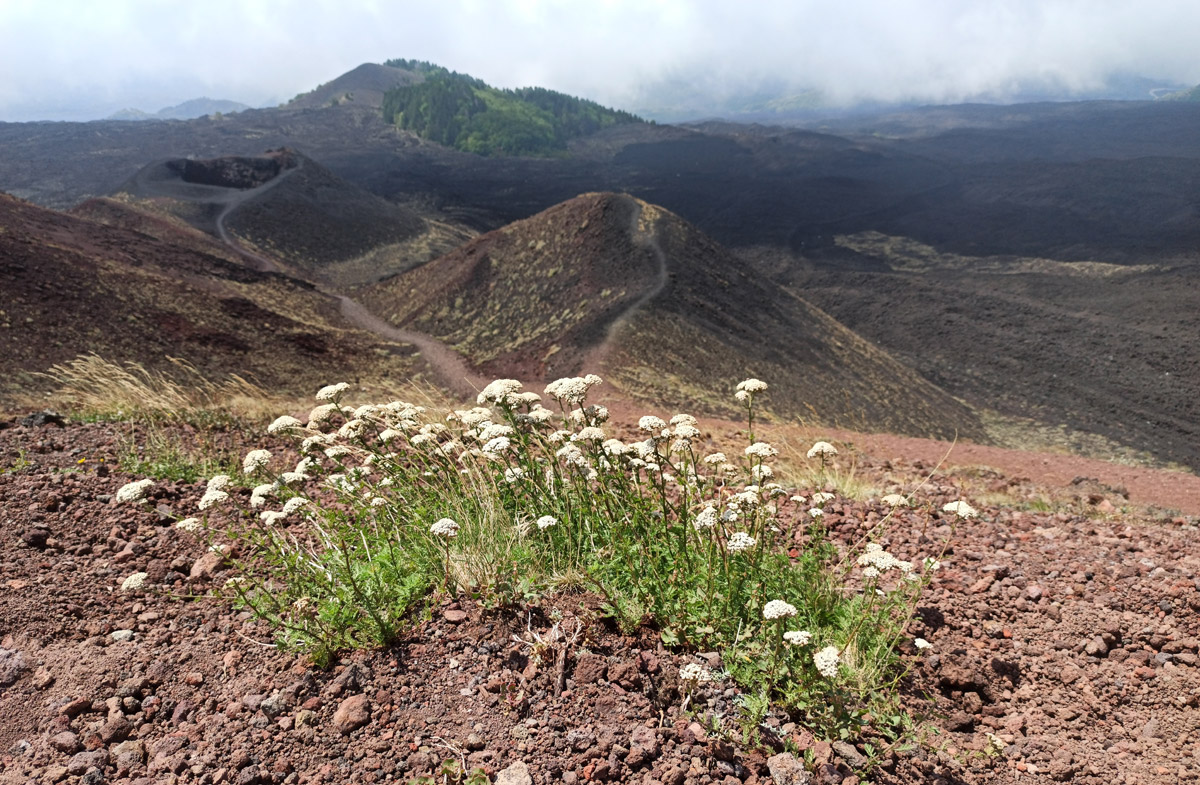 Fiorellini vulcanici