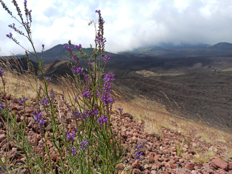 Etna vegetazione