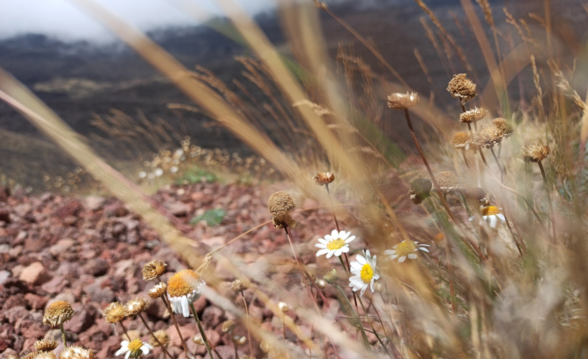 Margherite vulcaniche