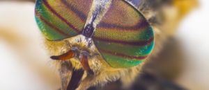 Band eyed brown horsefly 5374469 960