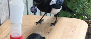 Corvi birbox hans