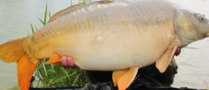 Carpfishing