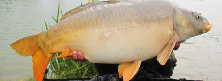 Carpfishing