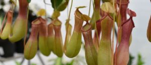 Pitcher plant 4805856
