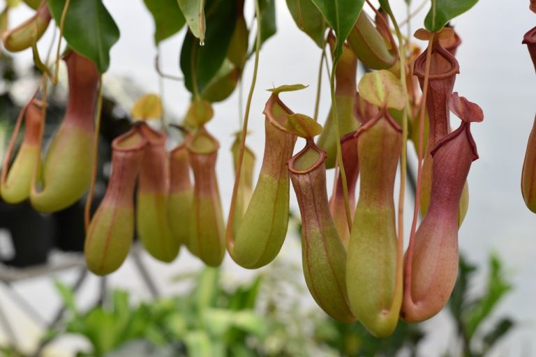 Pitcher plant 4805856