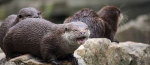 Otter 3634158