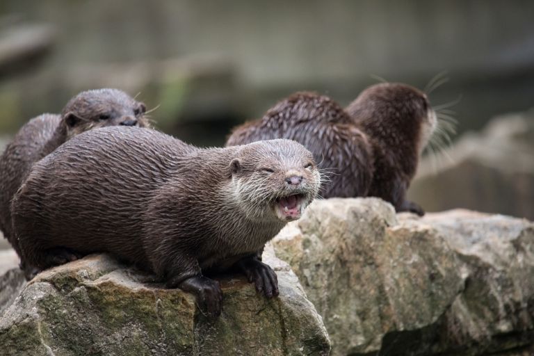 Otter 3634158