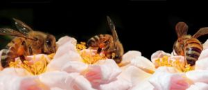Bees 4269108